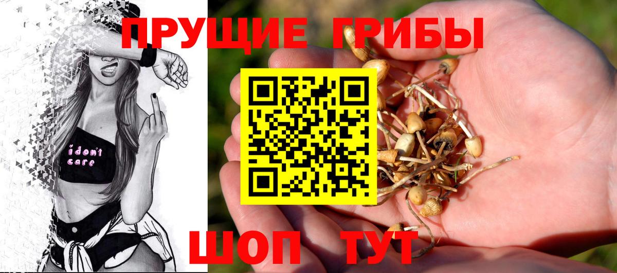 Черкесск  где продают наркотики  Вход с VPN  Псилоцибиновые грибы Psilocybe 